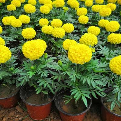 山東萬壽菊種植基地 優(yōu)質(zhì)杯苗批發(fā)與盆苗供貨一站式服務